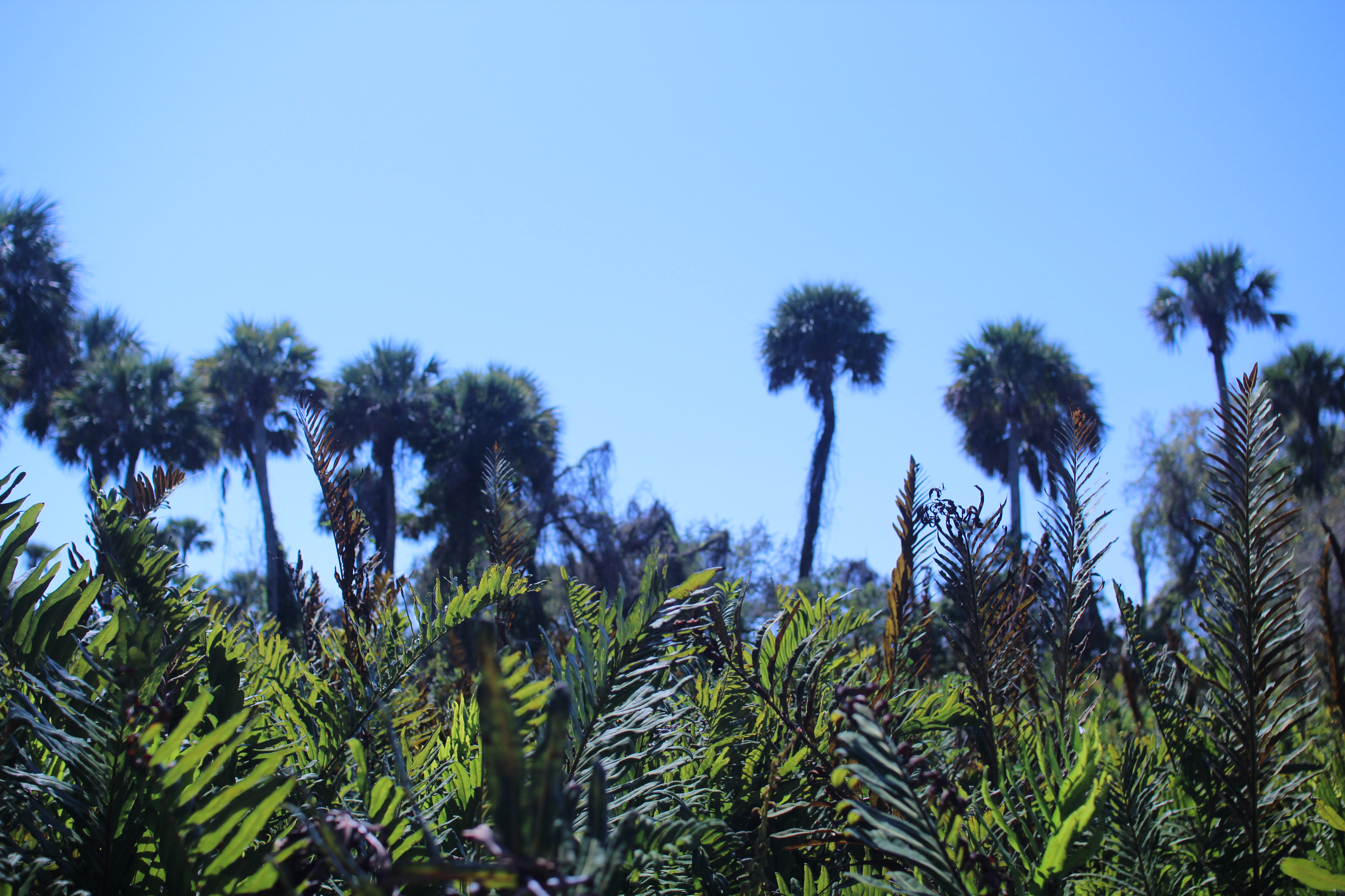 Trees in the distance